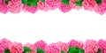 Pink hortensia flowers frame on white Hydrangea flower background with free space for text Royalty Free Stock Photo