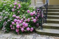 Pink hortensia flowers hydrangea in the garden