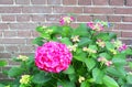 Pink Hortensia flowers old brick wall, Netherlands Royalty Free Stock Photo