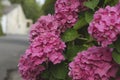 Pink hortensia flowers Royalty Free Stock Photo