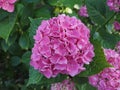 pink hortensia (Hydrangea) flower Royalty Free Stock Photo