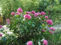 pink hortensia (Hydrangea) flower Royalty Free Stock Photo