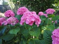 pink hortensia (Hydrangea) flower Royalty Free Stock Photo