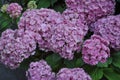 pink hortensia (Hydrangea) flower Royalty Free Stock Photo