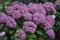 pink hortensia (Hydrangea) flower Royalty Free Stock Photo