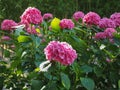 pink hortensia (Hydrangea) flower Royalty Free Stock Photo