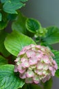 Pink hortensia, Hydrangea flower Royalty Free Stock Photo