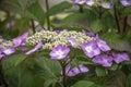 Pink Hortensia, pink Hydrangea with green leaves Royalty Free Stock Photo