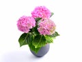 Pink hortensia - hydrangea in grey pot.