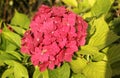 Pink Hortensia (Hydrangea). Royalty Free Stock Photo
