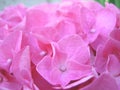 Pink hortensias flowers blossom closeup Royalty Free Stock Photo