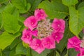 Pink hortsensia flower close-up - Hydrangea Royalty Free Stock Photo