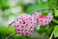 Pink hoya flower