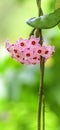 Pink hoya flowers, wax star-shaped beautiful hoya blossoms Royalty Free Stock Photo