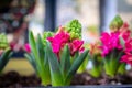 Pink Hyacint flower Royalty Free Stock Photo