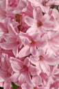 Pink hyacinth