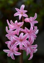 Pink Hyacinth