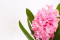 Pink hyacinth background Royalty Free Stock Photo