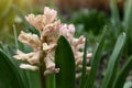 Pink hyacinth blooming in the garden. Spring flower of pink Hyacinthus orientalis. Close up macro photo, selective focus Royalty Free Stock Photo