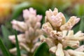 Pink hyacinth blooming in the garden. Spring flower of pink Hyacinthus orientalis. Close up macro photo, selective focus Royalty Free Stock Photo