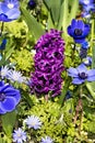 Pink Hyacinth and blue anemones