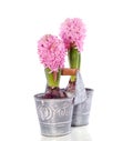 Pink Hyacinth bulb flowers