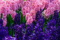 Pink hyacinth close up in Holland , spring time flowers in Keukenhof Royalty Free Stock Photo