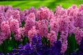 Pink hyacinth close up in Holland , spring time flowers in Keukenhof Royalty Free Stock Photo