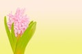 Pink hyacinth on colored background