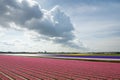 Pink hyacinth field on a sunny day with a beautiful cloud, Netherlands Royalty Free Stock Photo