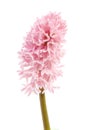 Pink hyacinth flower