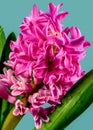 Pink Hyacinth flower on a blue background