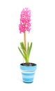 Pink hyacinth flower in blue pot Royalty Free Stock Photo