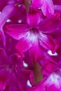 Pink hyacinth flower close-up.