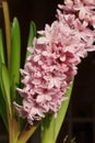 Pink hyacinth flower in a flowerpot Royalty Free Stock Photo