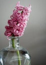 Pink hyacinth flower in a glass vase, close up,dark neutral  background Royalty Free Stock Photo