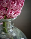 Pink hyacinth flower in a glass vase, close up,dark neutral  background Royalty Free Stock Photo