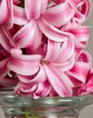 Pink hyacinth flower in a glass vase, detail