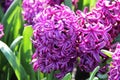 Pink Hyacinth In Close Up Royalty Free Stock Photo