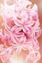 Pink Hyacinth flower, Hyacinthus orientalis close-up Royalty Free Stock Photo