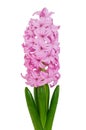 Pink hyacinth