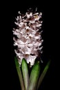 Pink hyacinth flower material