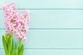 Pink hyacinth flower with on mint wooden background