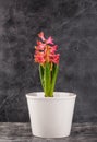 Pink hyacinth in flower pot Royalty Free Stock Photo