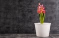 Pink hyacinth in flower pot Royalty Free Stock Photo