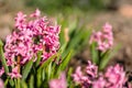 Pink Hyacinth Flower in Spring, Abstract Blurry Green Background Royalty Free Stock Photo