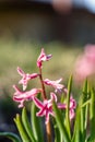 Pink Hyacinth Flower in Spring, Abstract Blurry Green Background Royalty Free Stock Photo