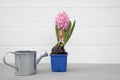 Pink hyacinth flower in water drops on a white wooden background with a watering can for flowers. Spring background Royalty Free Stock Photo