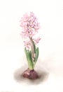 Pink hyacinth flower watercolor painting