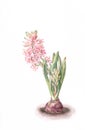 Pink hyacinth flower watercolor painting.